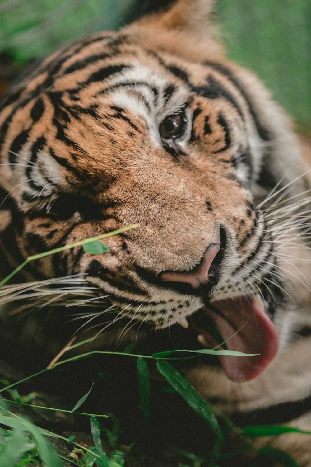 Fotografia de foco raso de tigre