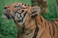 A close-up of a tiger with a focus on its face, displaying intricate patterns of black stripes against an orange and white fur coat. The tiger appears to be gazing upwards, with a background of lush green grass providing a natural setting.