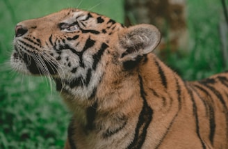 A close-up of a tiger with a focus on its face, displaying intricate patterns of black stripes against an orange and white fur coat. The tiger appears to be gazing upwards, with a background of lush green grass providing a natural setting.