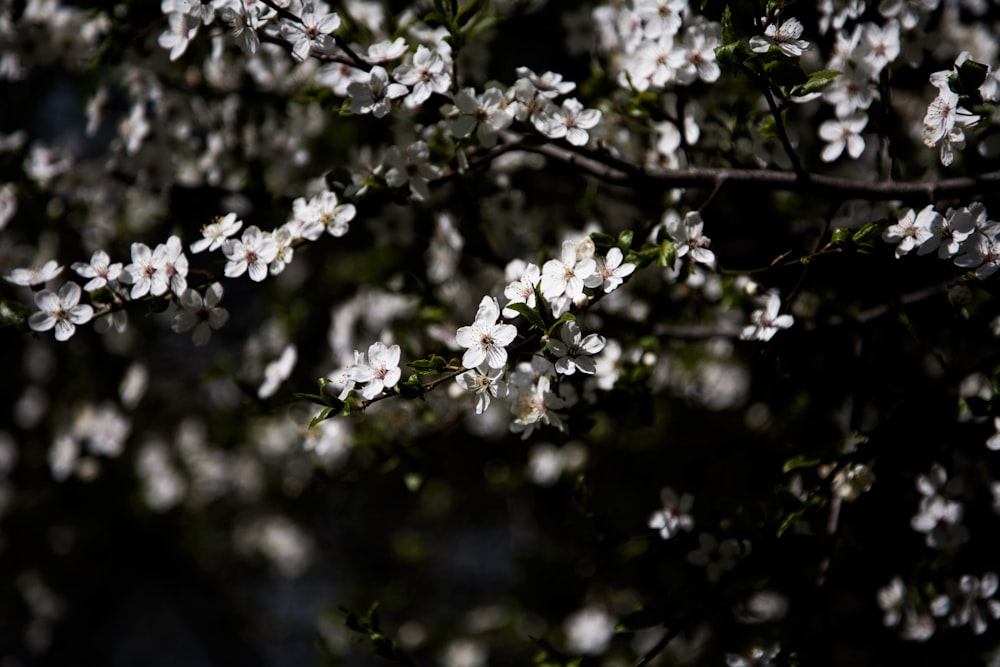photography of white flowering tree