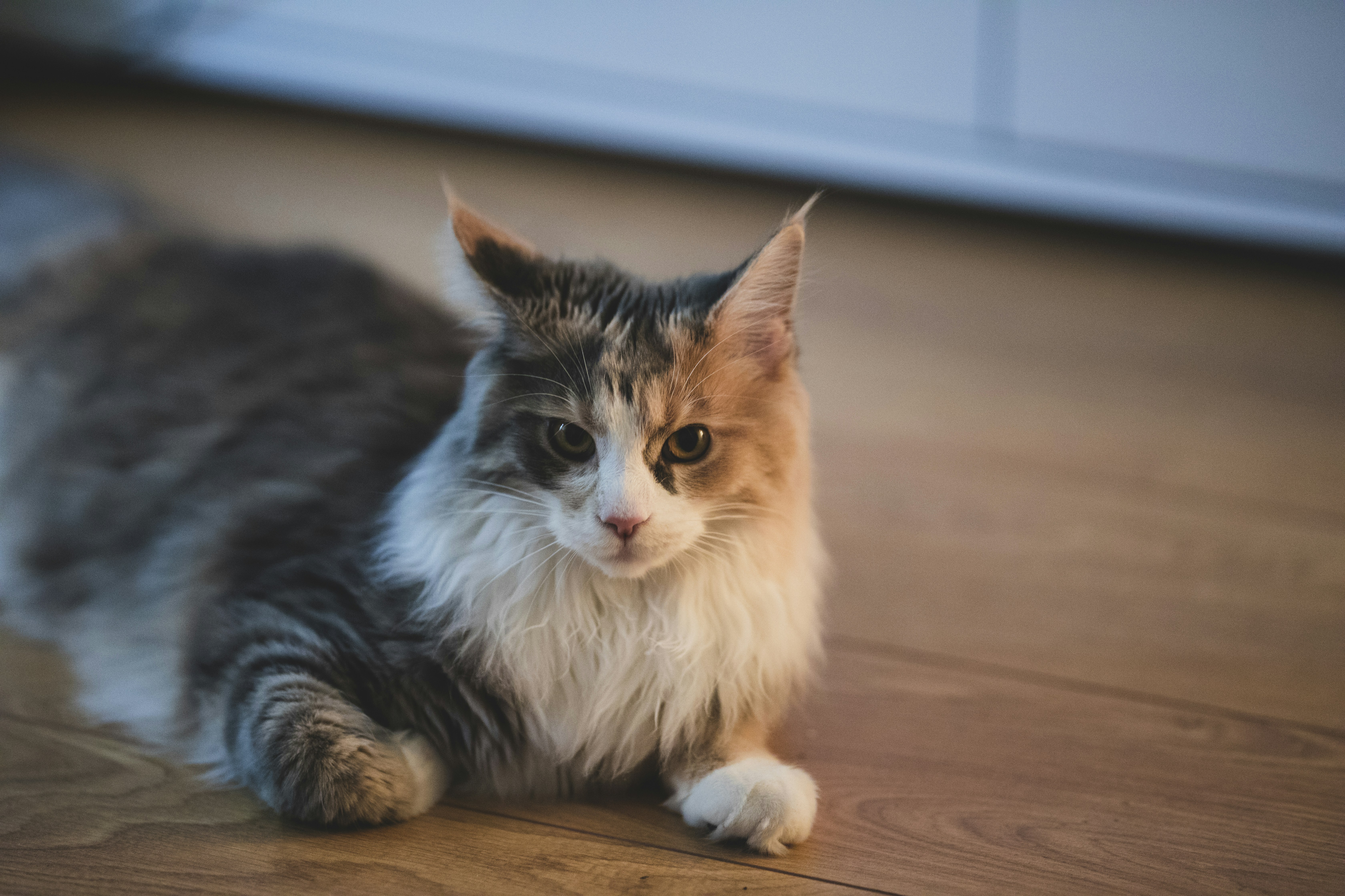 Free Unsplash photo from Hector Bermudez