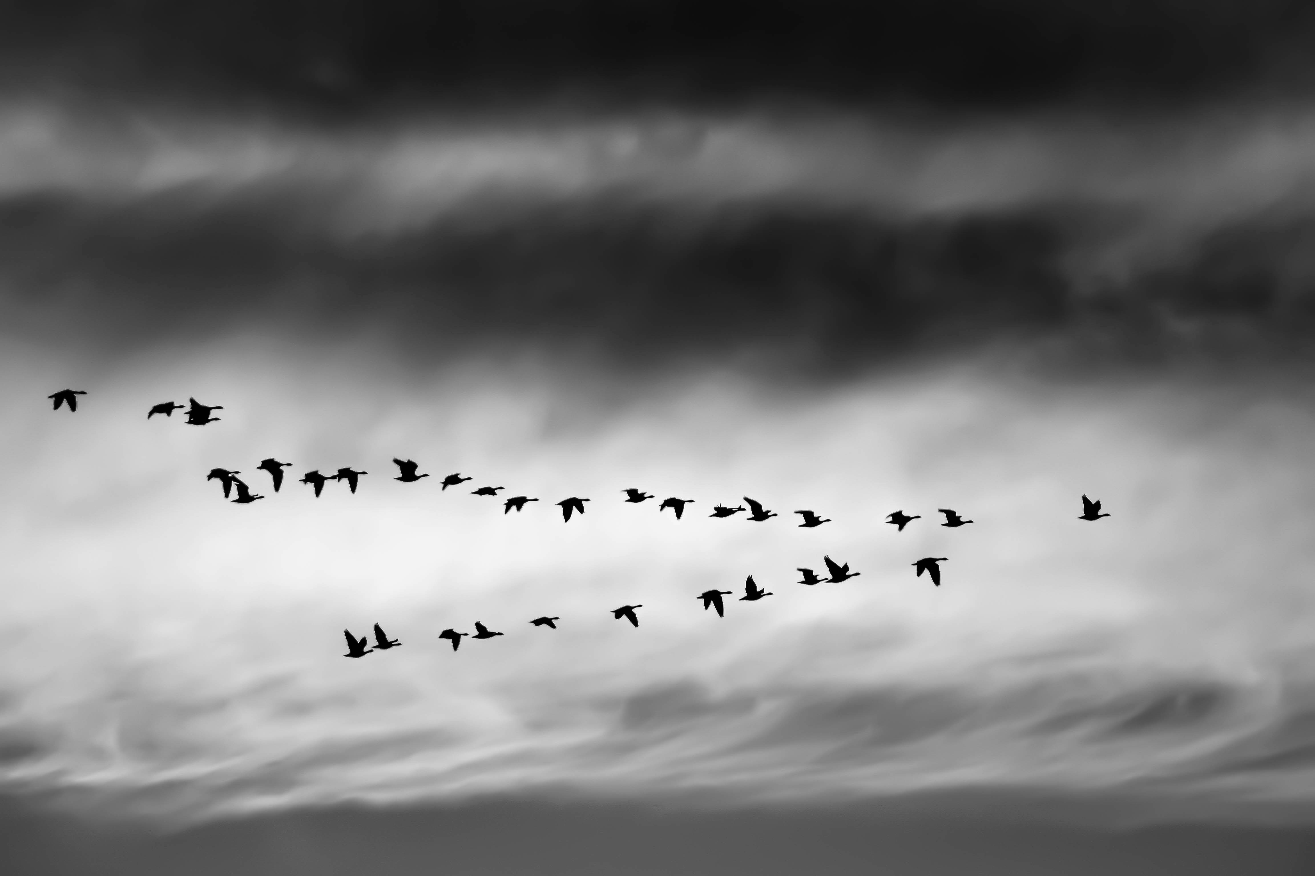flock of birds flying on dark clouds