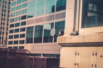 A cityscape with two pigeons perched on a window ledge of a building. The building has large glass windows and is surrounded by other tall structures, offering a typical urban view.