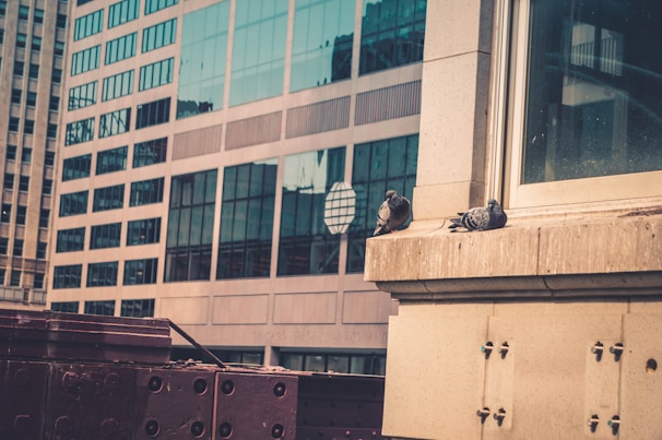 A cityscape with two pigeons perched on a window ledge of a building. The building has large glass windows and is surrounded by other tall structures, offering a typical urban view.