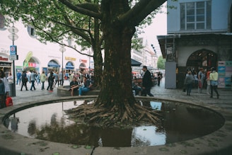 A large tree is centrally located within a circular planter filled with water, surrounded by people walking or sitting nearby in a bustling outdoor setting. In the background, there are various shops with colorful signs and storefronts, suggesting a commercial or urban area. The atmosphere is lively, with a mix of adults and children visible in the scene.