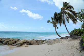 Sandy beachfront land with palm trees and ocean waves in the background.