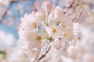 selective focus photography of white petaled flowers