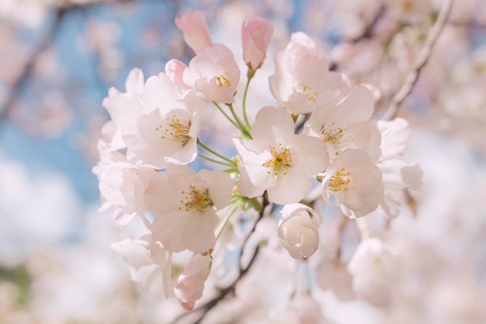 Photographie sélective de fleurs aux pétales blancs