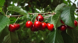 Clusters of ripe, red cherries hang from tree branches, surrounded by lush green leaves. The cherries are glossy and vibrant, contrasting with the rich greenery.