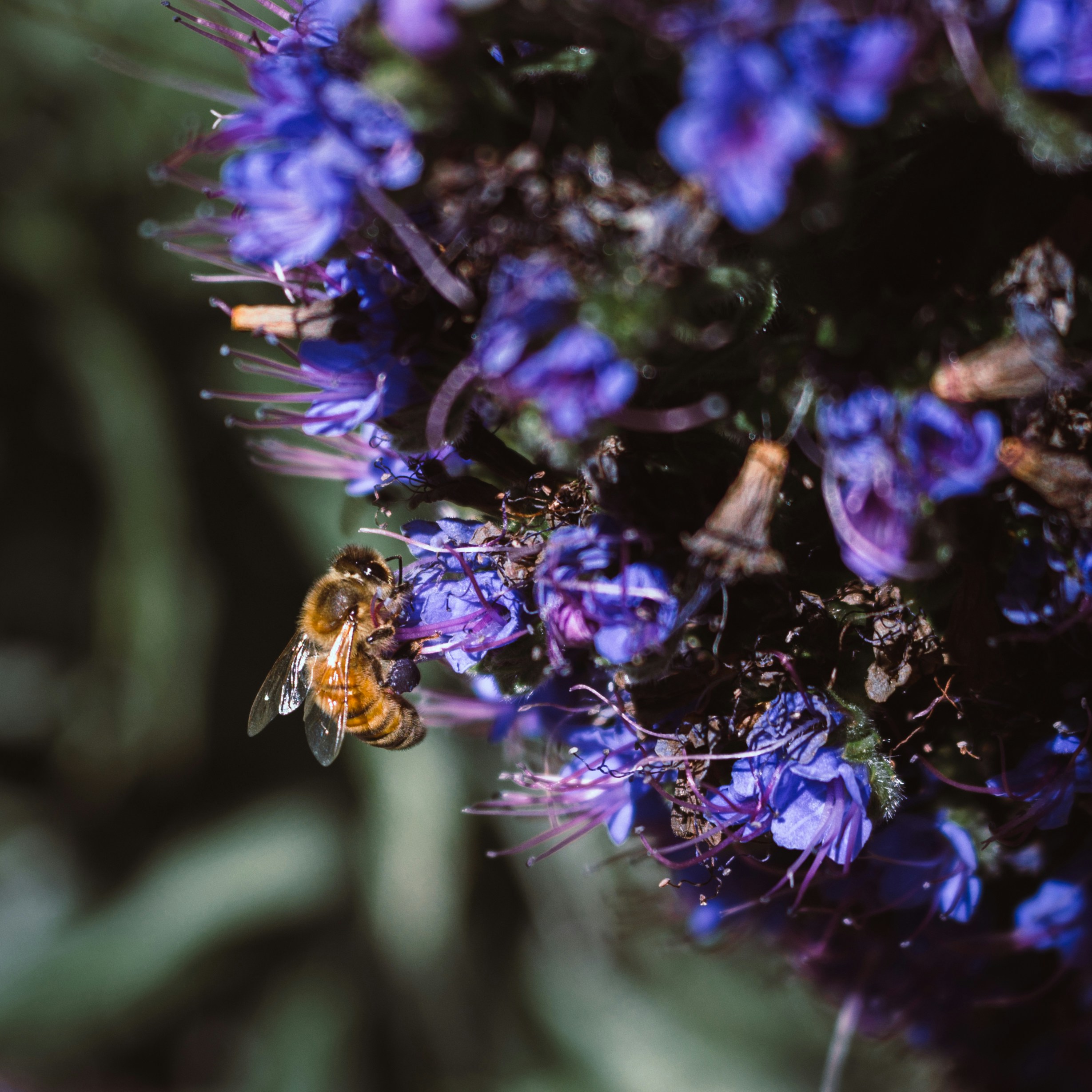 Free Elizabeth Gamble Garden Image On Unsplash