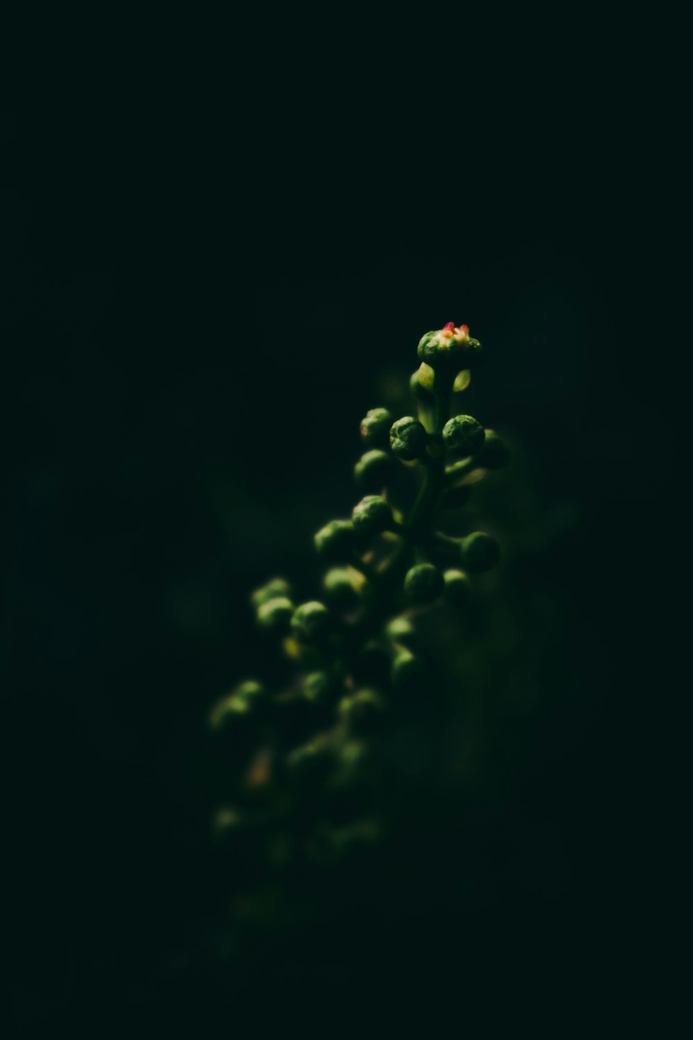 green plant selective focus photography