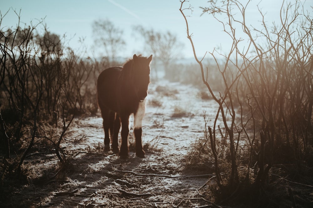 Cheval noir pendant la journée