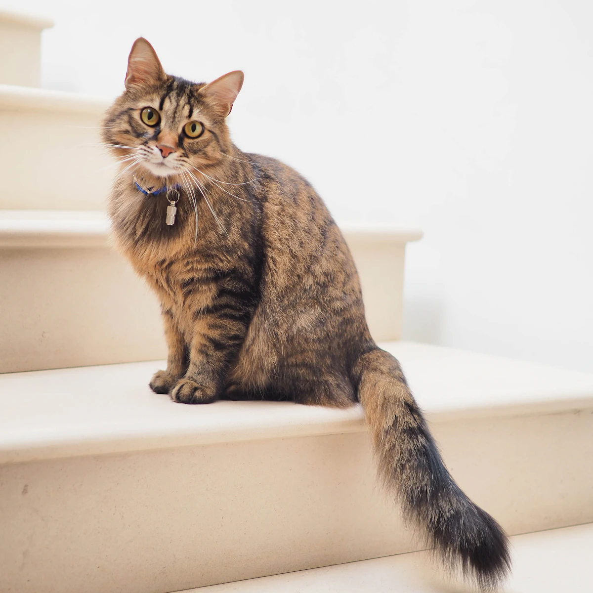 Muffin, a brown tabby cat
