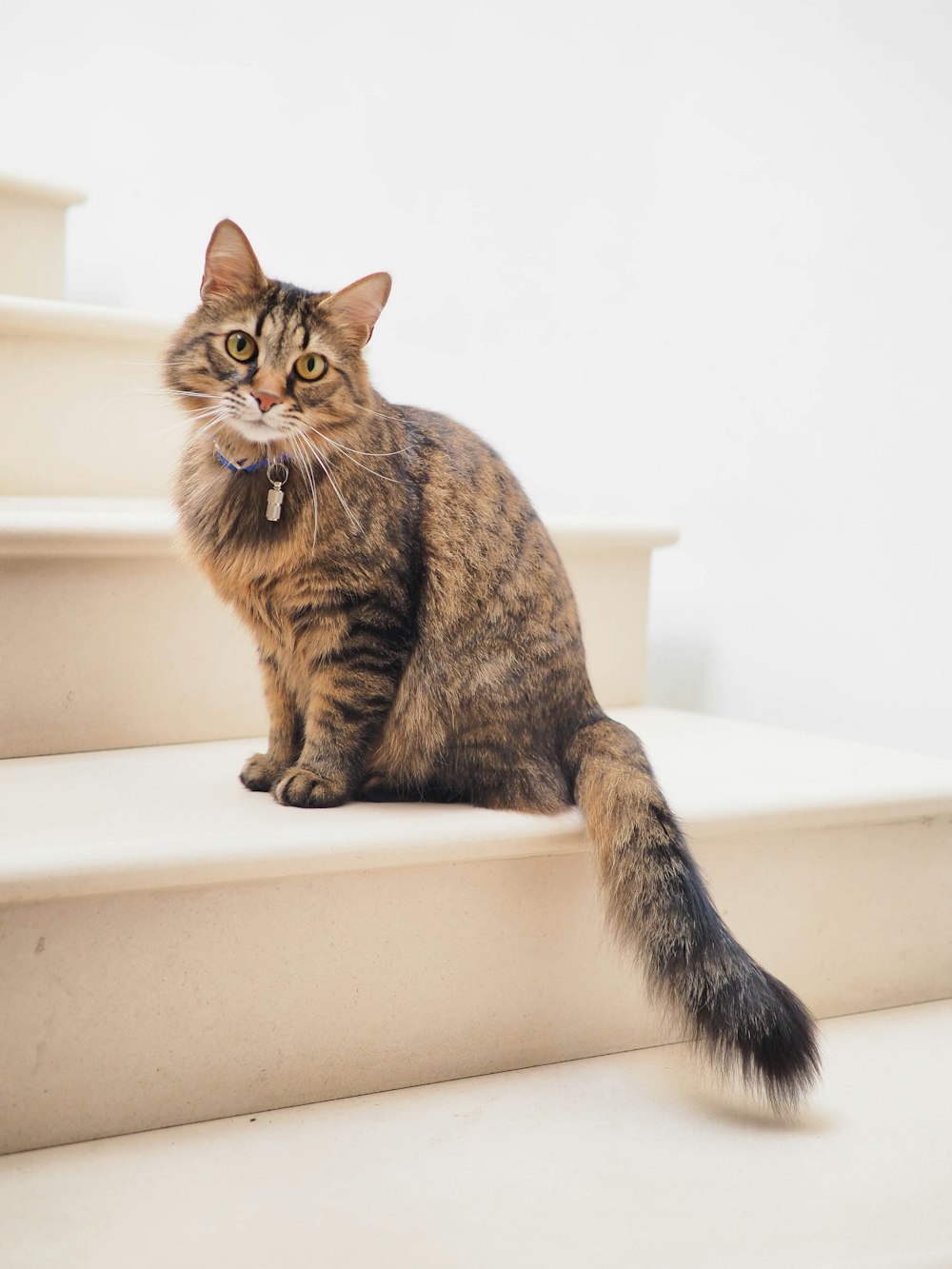 braun getigerte Katze auf weißer Treppe