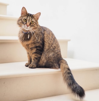 brown tabby cat on white stairs