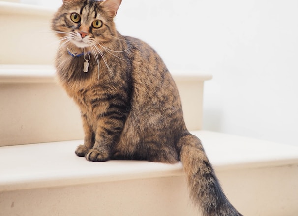 brown tabby cat on white stairs