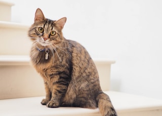 brown tabby cat on white stairs