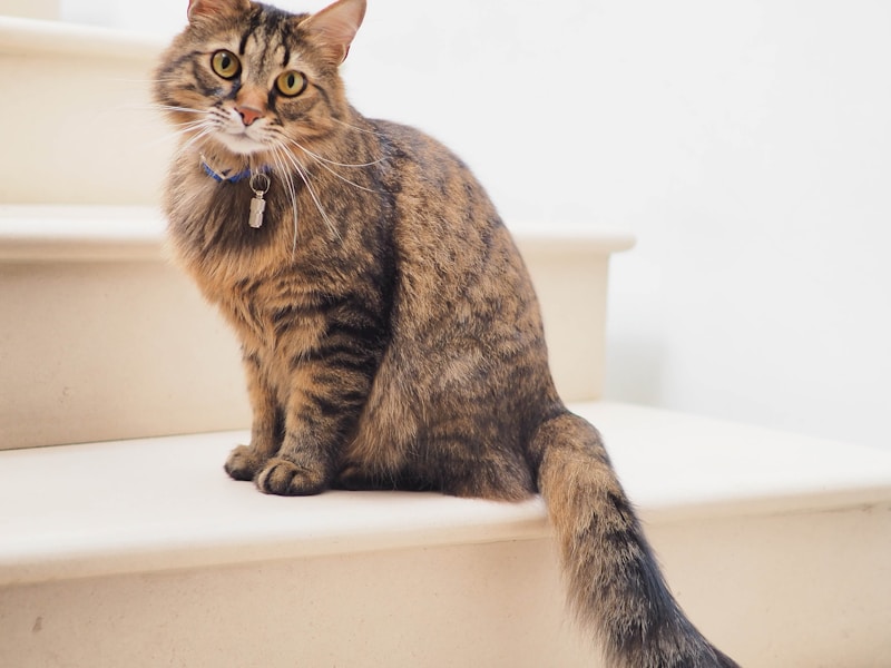 Russian Blue