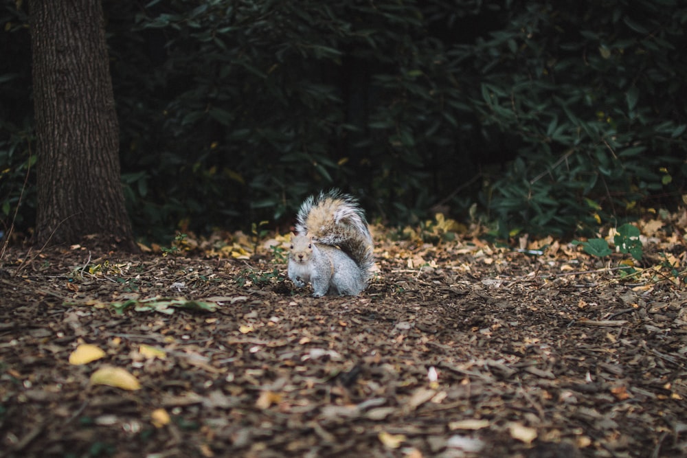 braunes Eichhörnchen steht auf dem Boden