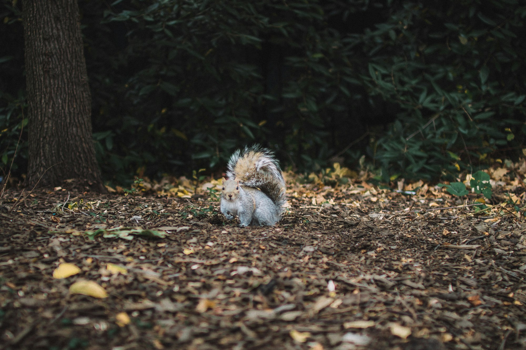 I went to New York and saw a squirrel for the first time. They’re so fricking cute??!