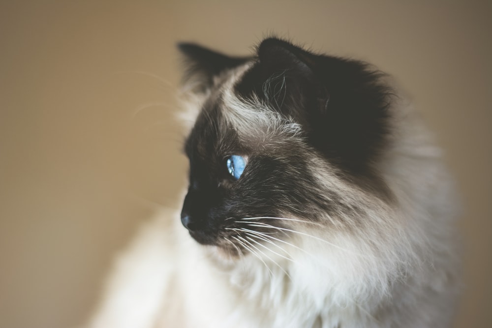 short-coated white and black kitten