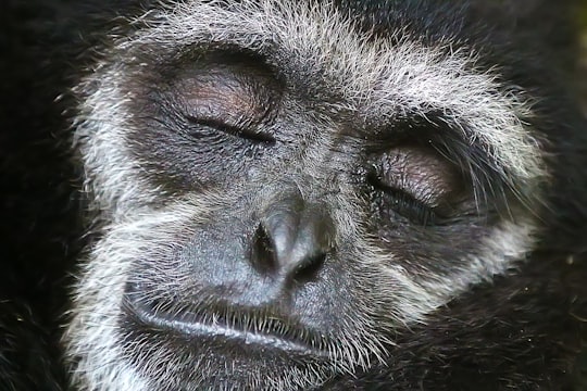 close shot of gray monkey face in Ko Samui Thailand