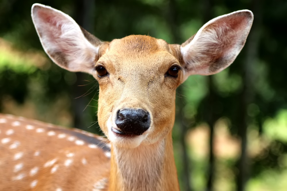 brown reindeer