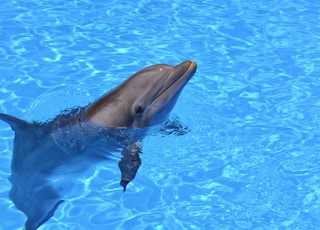 dolphin with head sticking out of water during daytime