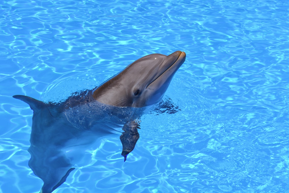 dolphin with head sticking out of water during daytime