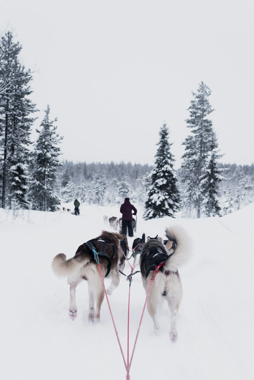 dogs pulling person on snow