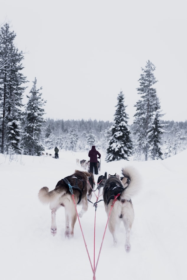 Dog Sledging in Rovaniemi 