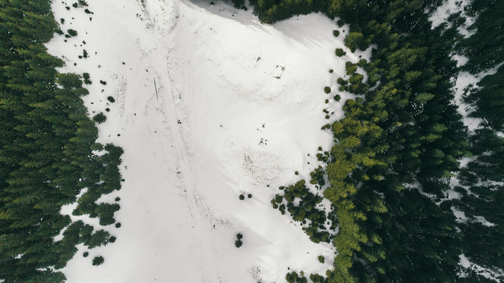 松の木の間の雪の空撮写真