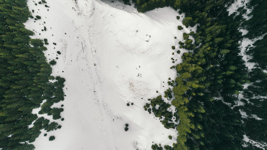 aerial view photography of snow between pine trees