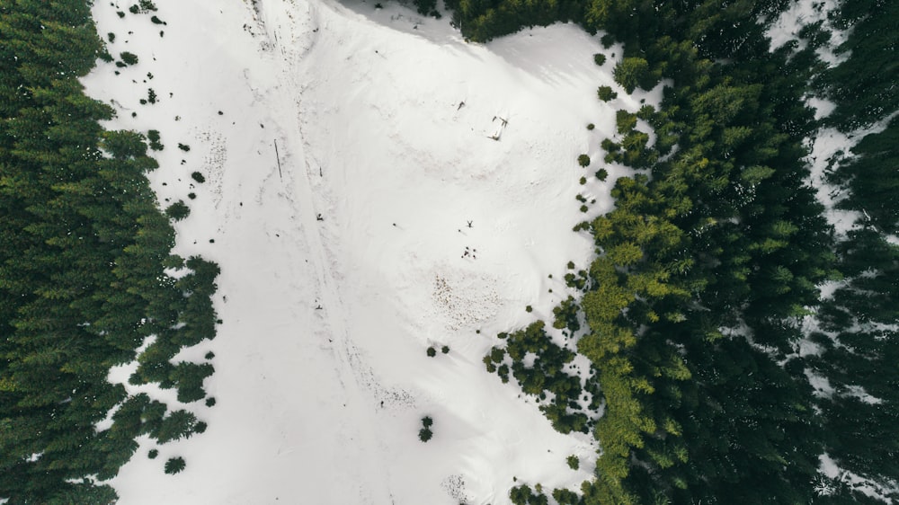Photographie de vue aérienne de la neige entre les pins