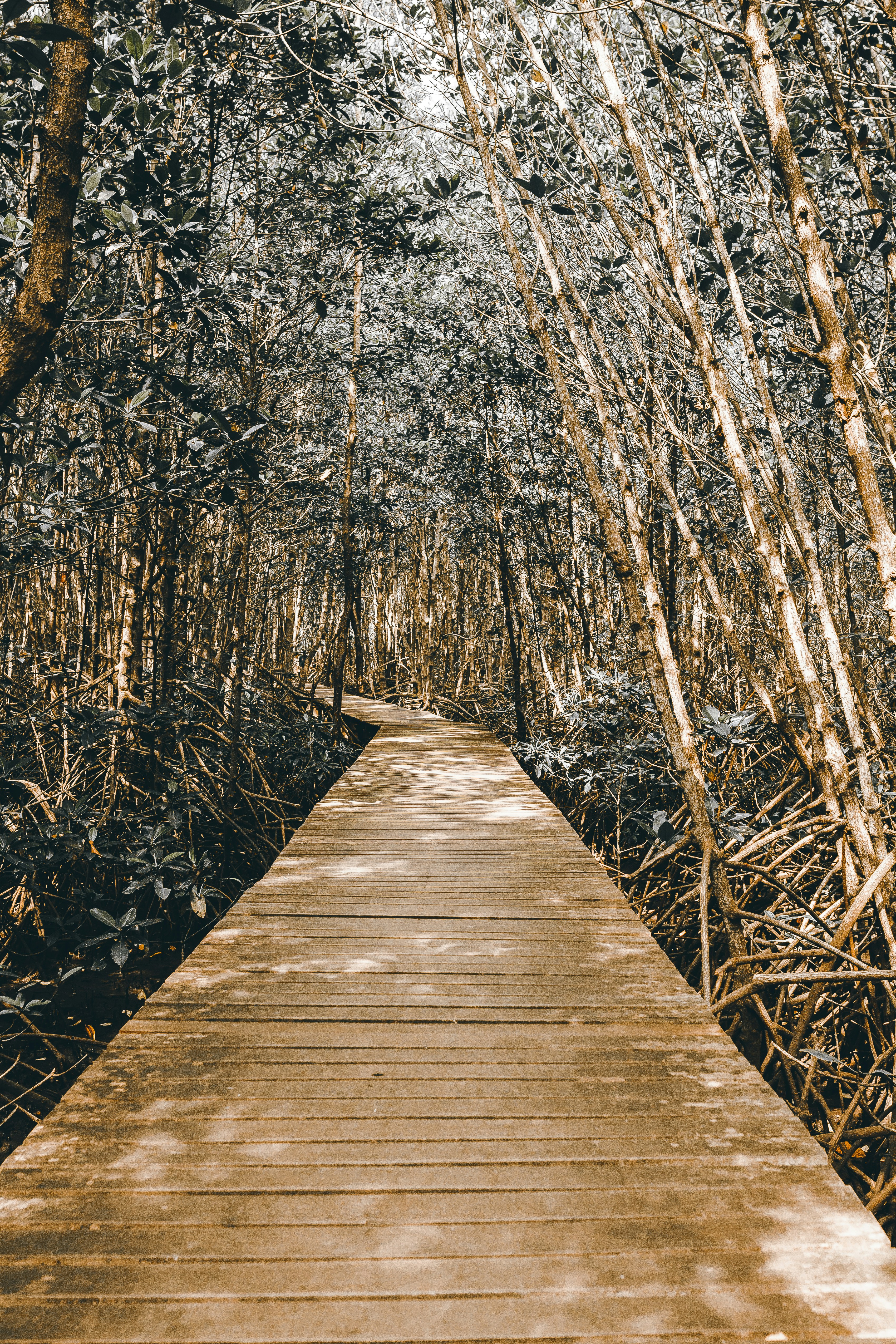 Free Unsplash photo from Siravit Phiwondee