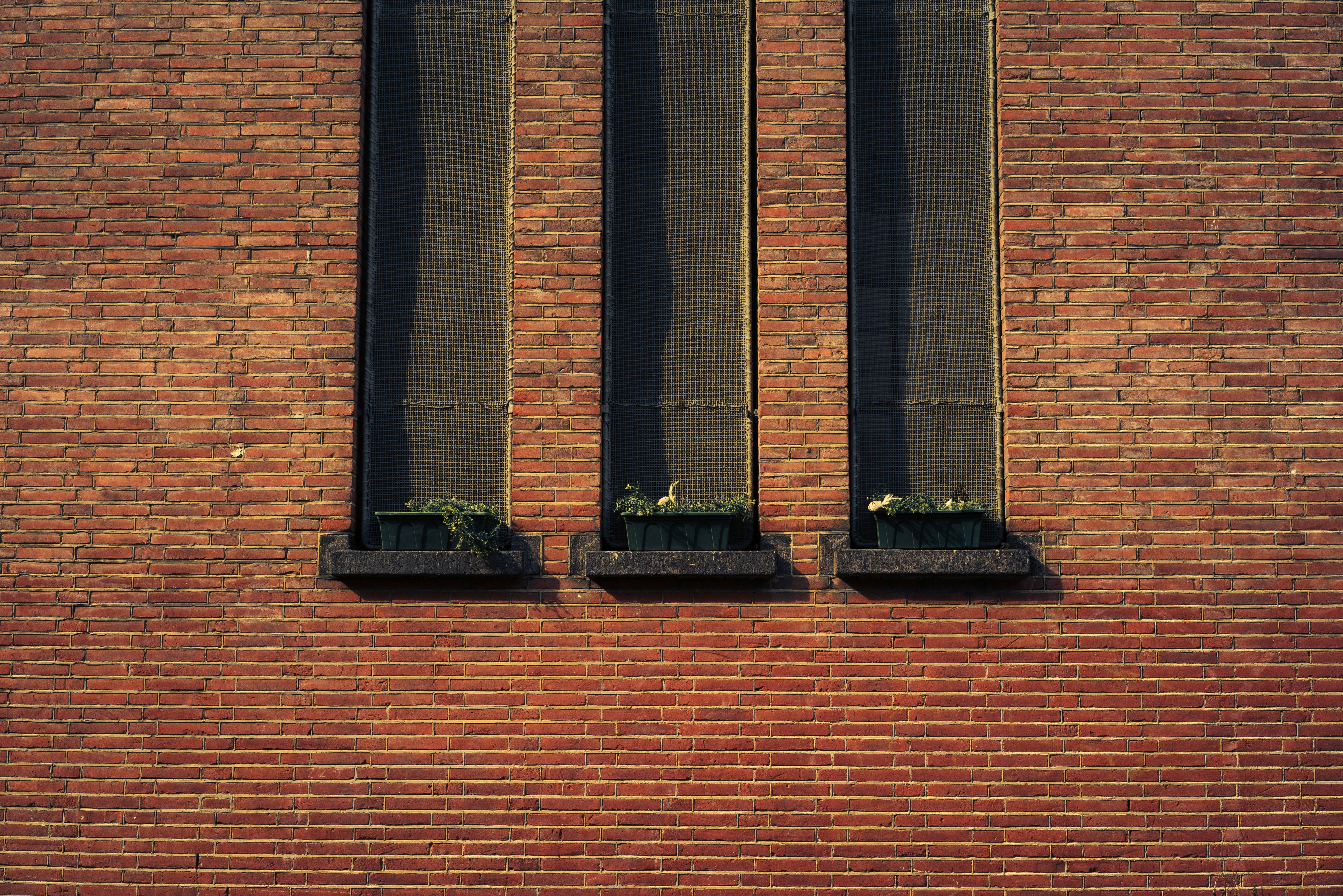 three potter plants on window