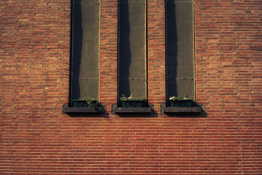 three potter plants on window