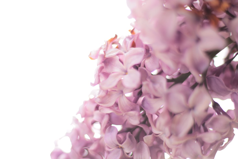 photo of purple flowers