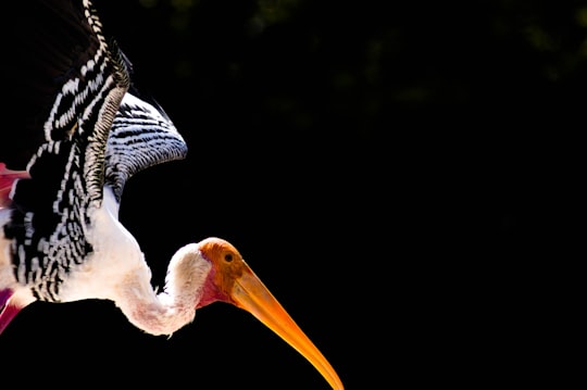 white and black flying bird on black background in Ranganathittu Bird Sanctuary India