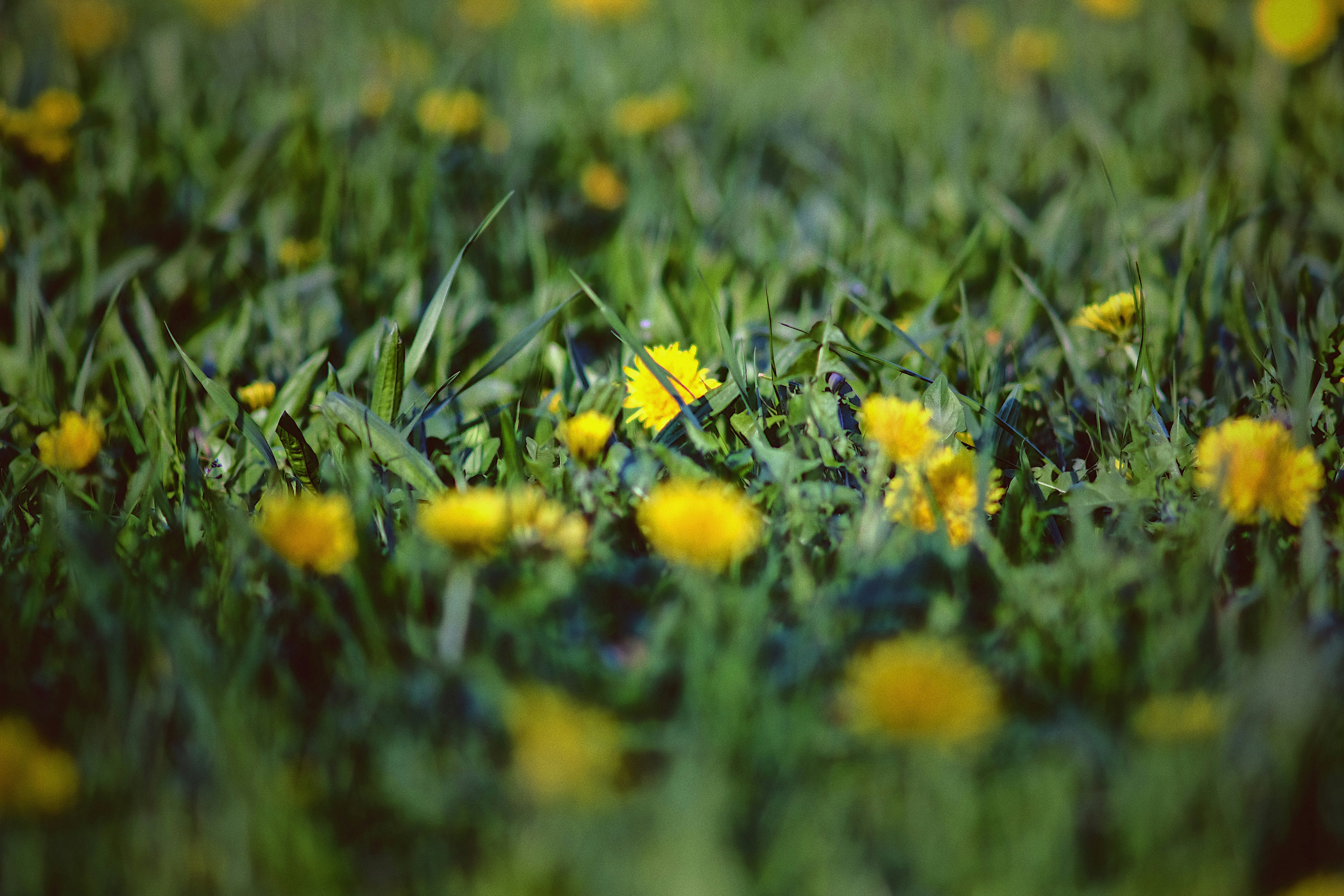 Free Unsplash photo from Vladimir Nordmann