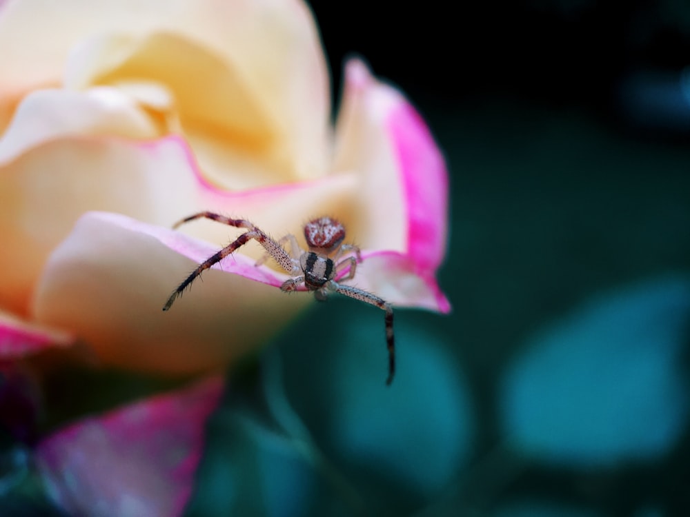 spider on yellow flower