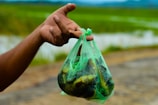 Hands gently holding a handful of natural fish food pellets over a clear water tank.