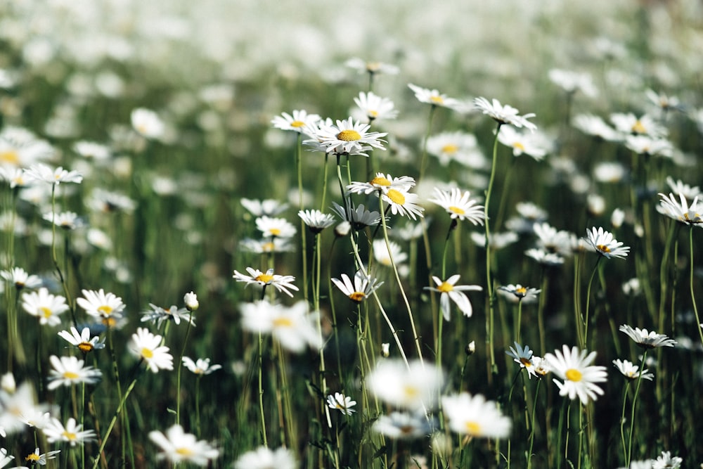 Campo de flores de margarida branca