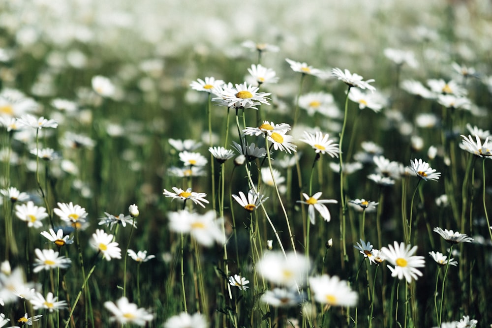 campo di fiori di margherita bianca
