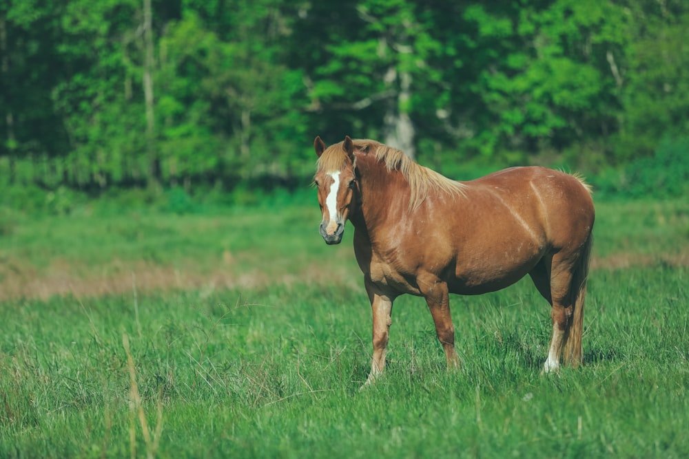 brown horse