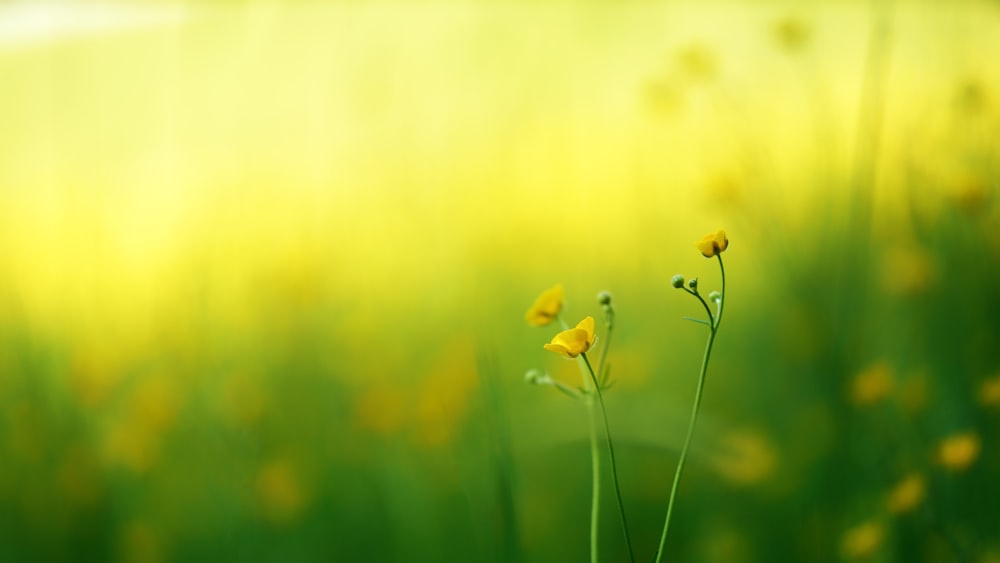 yellow flowers on macro shot