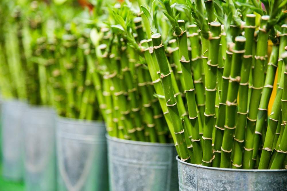 green bamboo on buckets