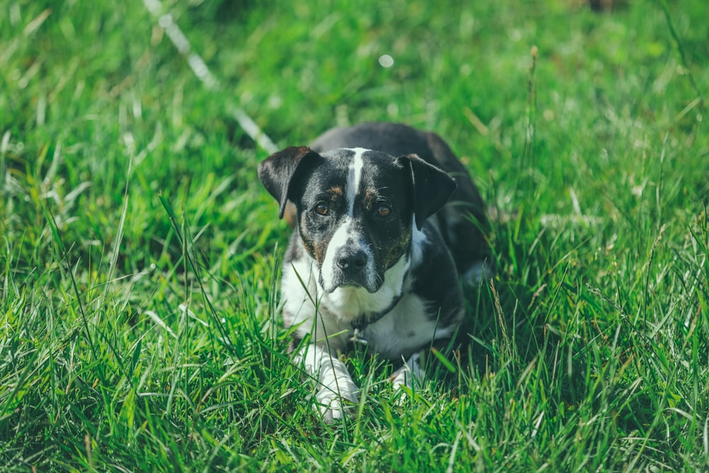 white and black dog on green grass