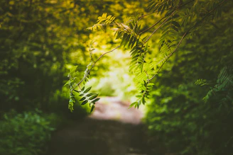 Sunlight filtering through delicate leaves in a serene forest setting.