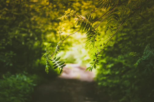 Soft sunlight filtering through leafy branches in a peaceful forest